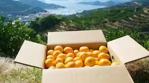 サービスロゴ